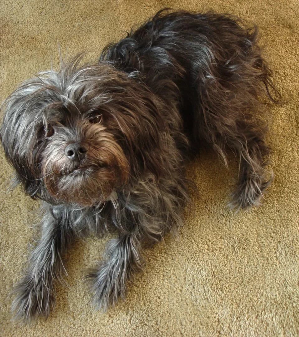 An Affenpinscher looking toward the camera with a shaggy black coat.