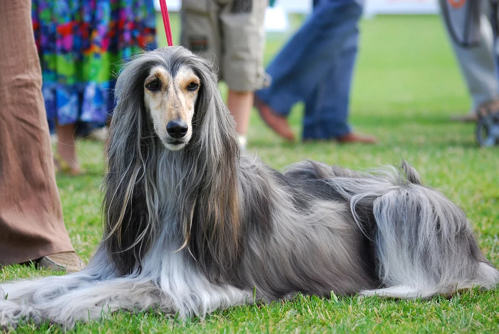 Afghan Hound with a long silver coat reclining on grass and looking toward the camera.