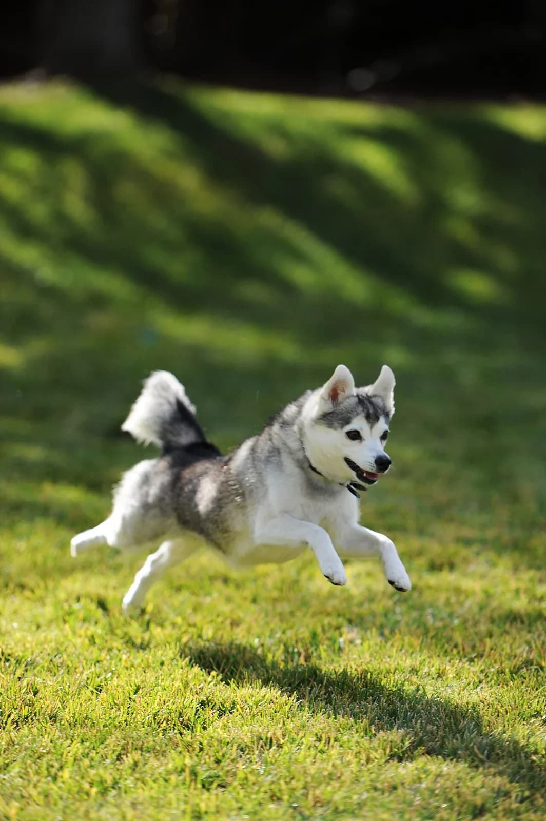 An Alaskan Klee Kai running across a sunlit green field.
