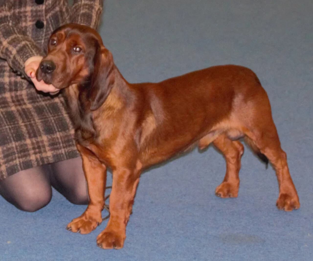An Alpine Dachsbracke with a rich red coat looking toward the camera at a breed show.