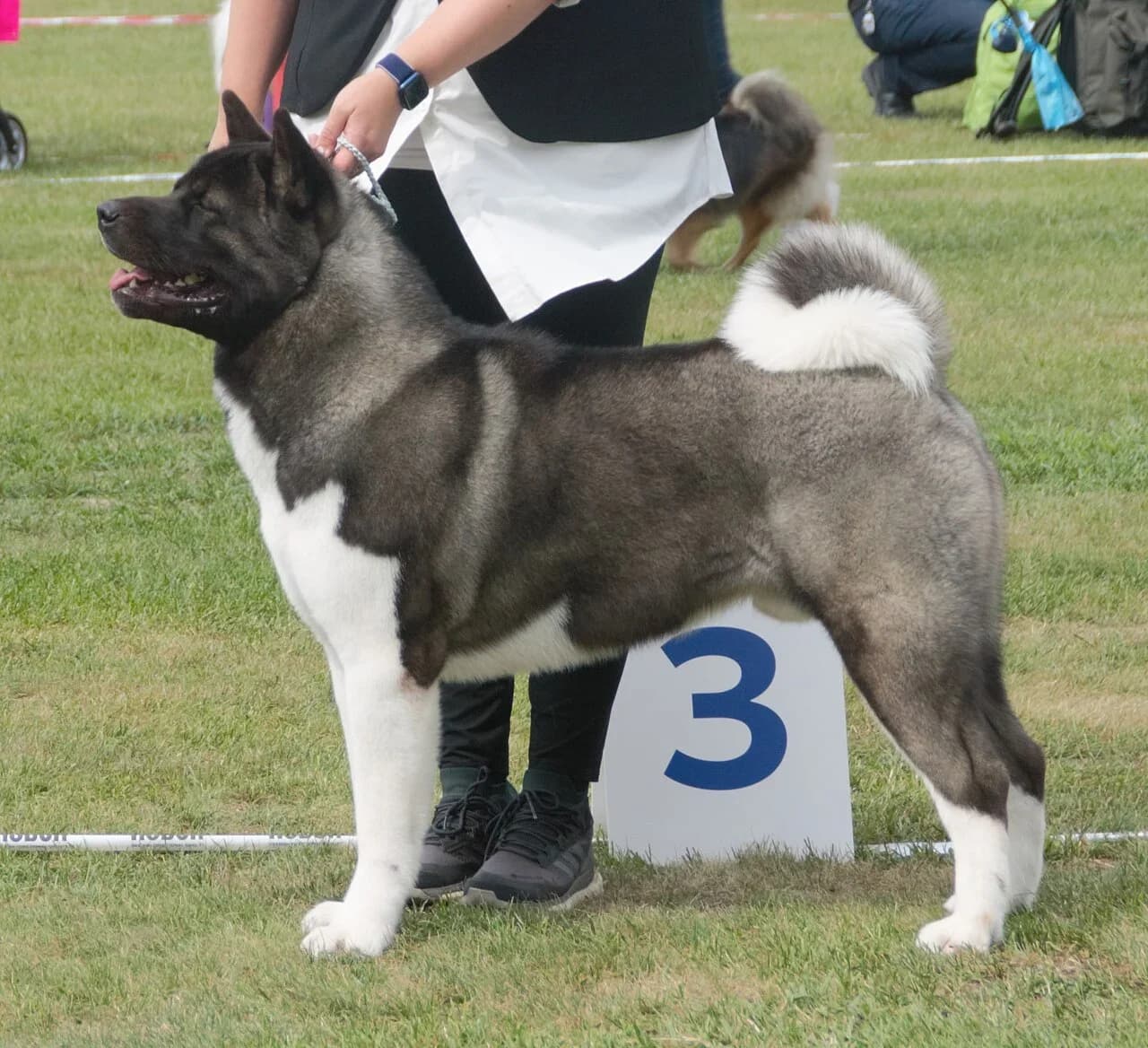 A grey and white American Akita standing on grass at a dog show.