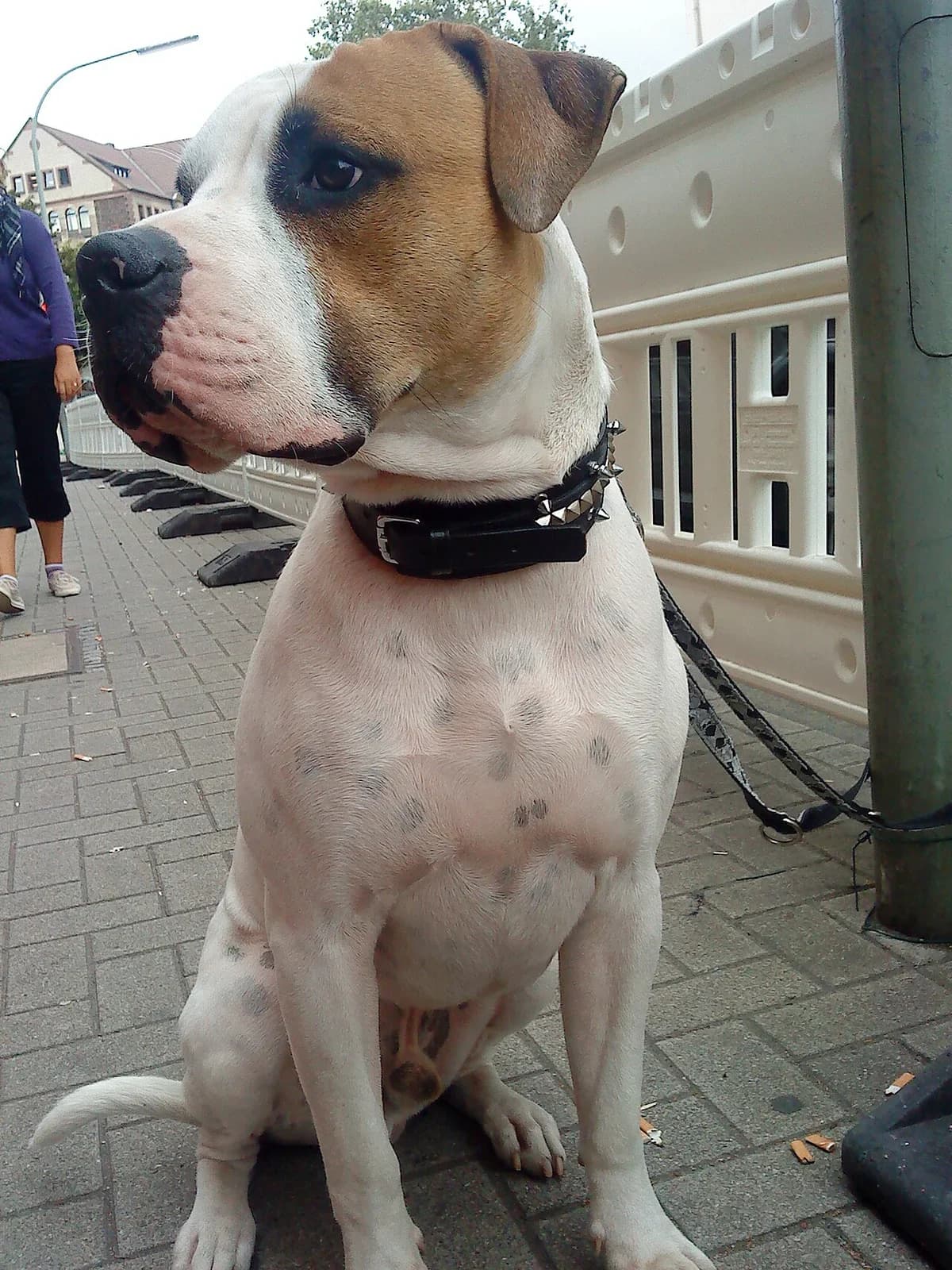 A white and fawn American Bulldog sitting outdoors.