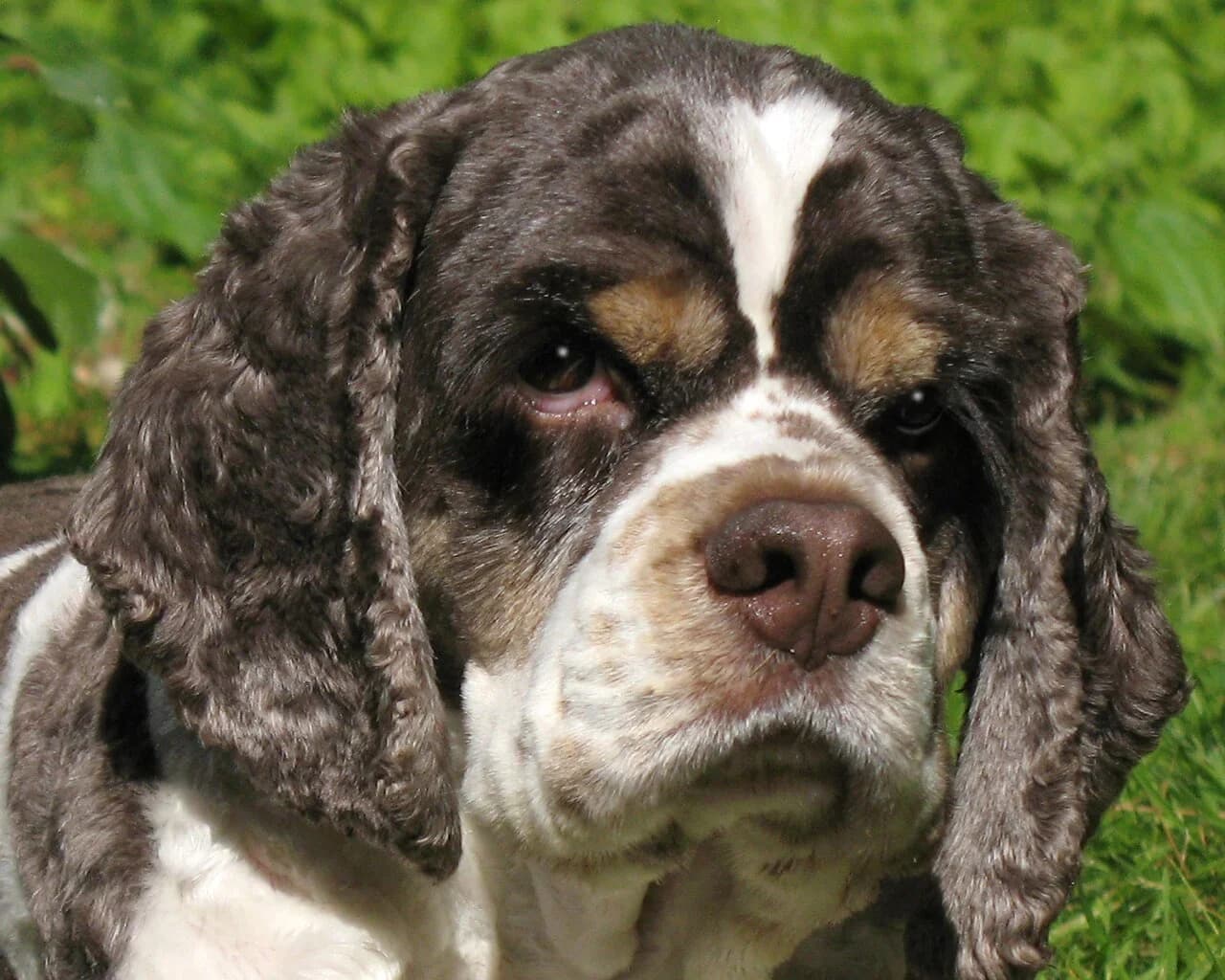 A parti-color American Cocker Spaniel with a clear face against green grass.