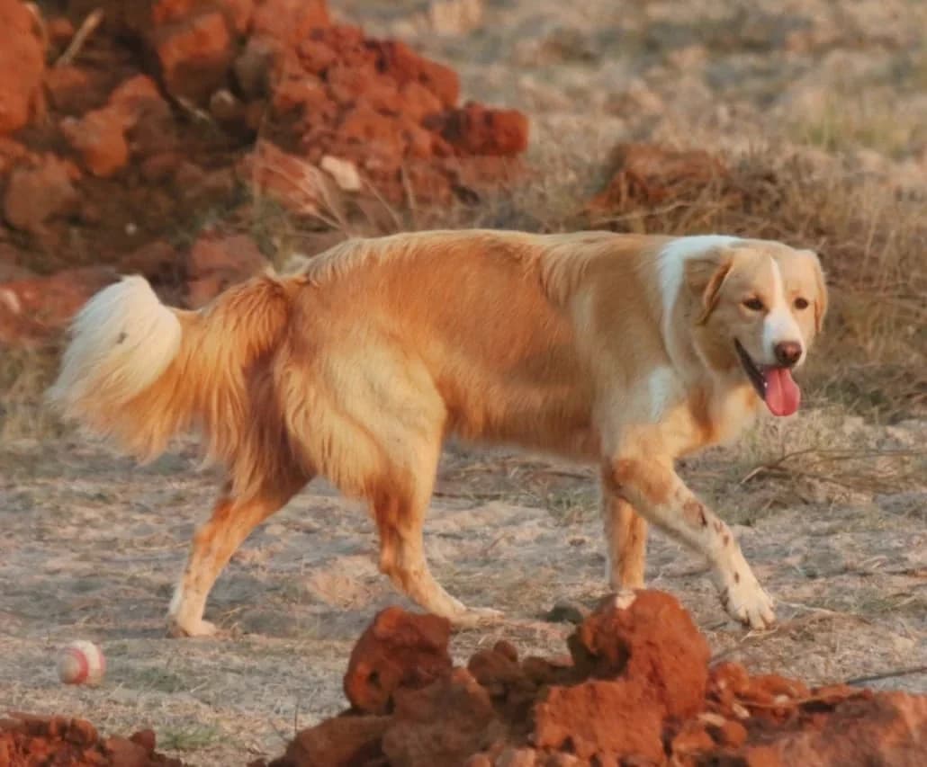 An Atlas Mountain Dog standing in a sunlit rocky landscape.