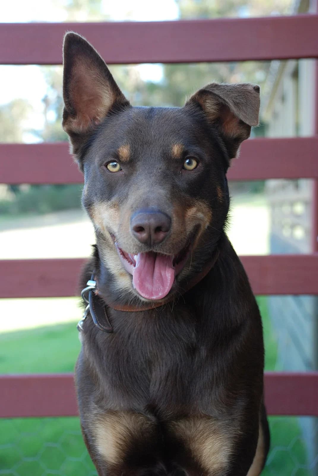 A chocolate Australian Kelpie looking toward the camera.