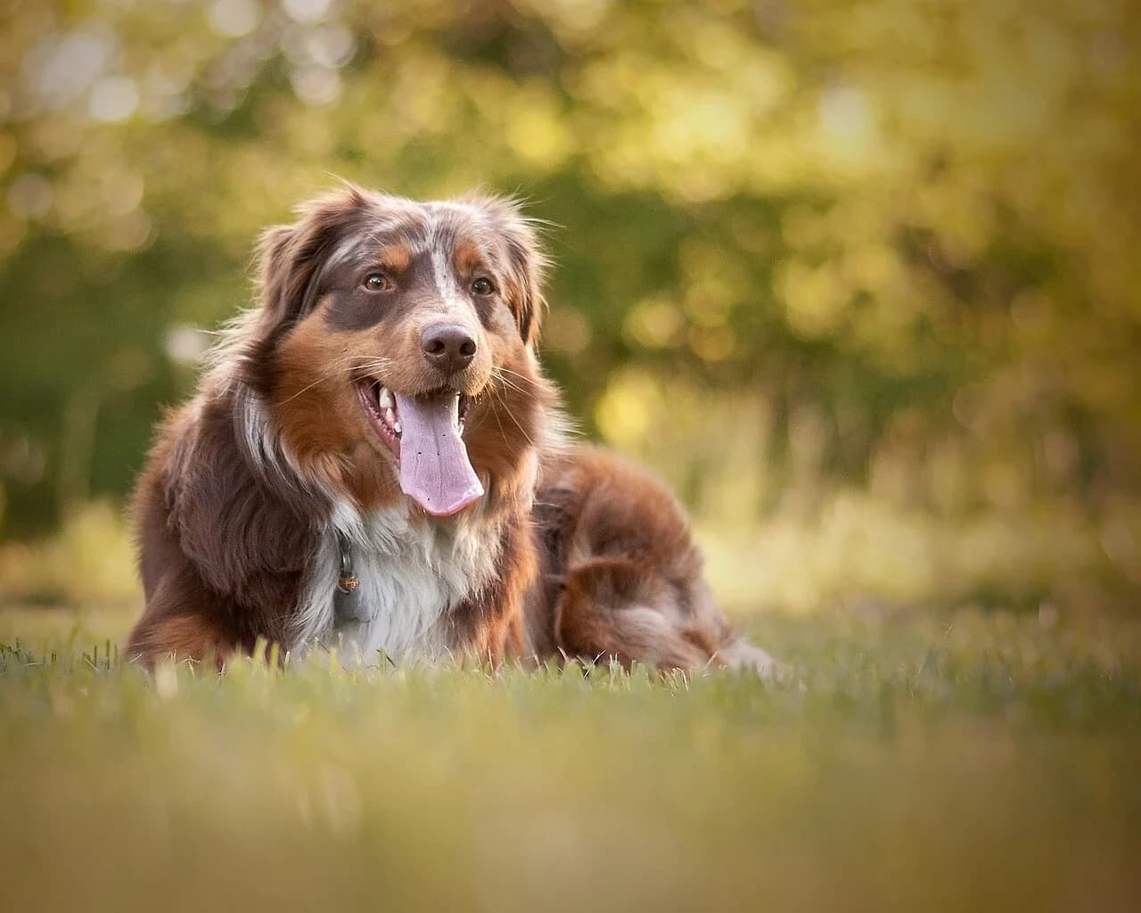 A red Australian Shepherd relaxing in warm sunlight.