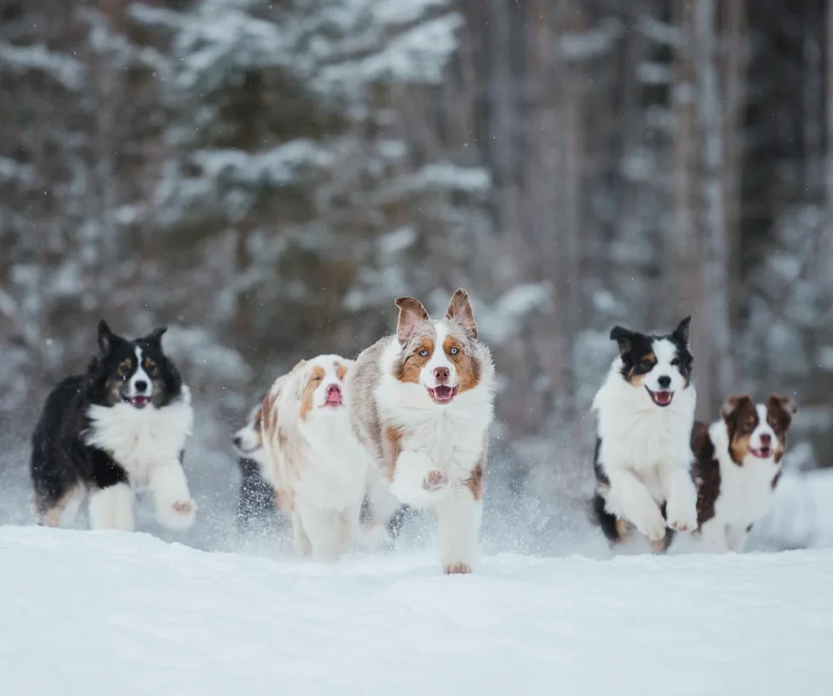 Australian Shepherds running through a snowy landscape.