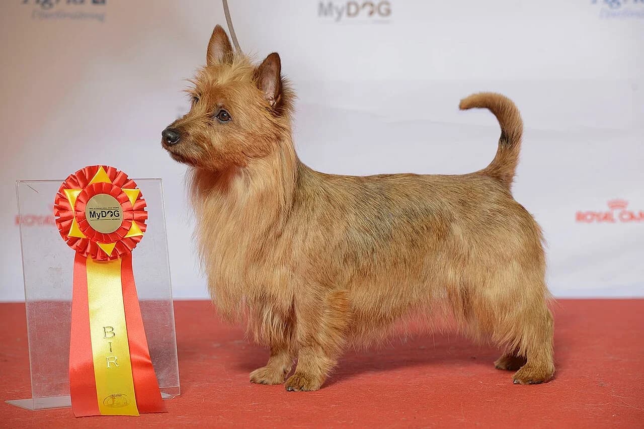 A red Australian Terrier posed beside its dog-show ribbon.