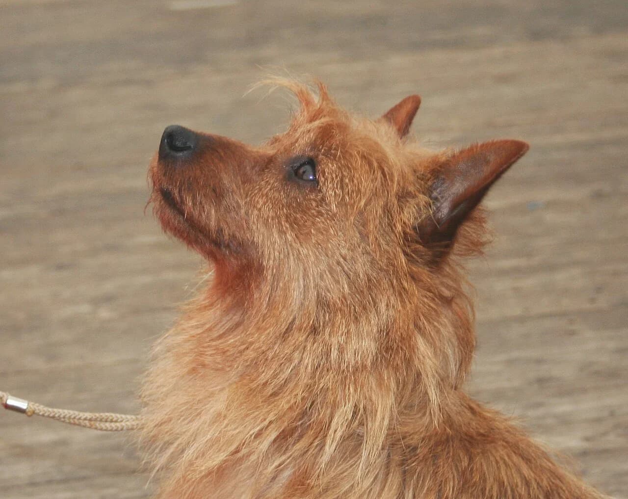A red Australian Terrier in a detailed head portrait.