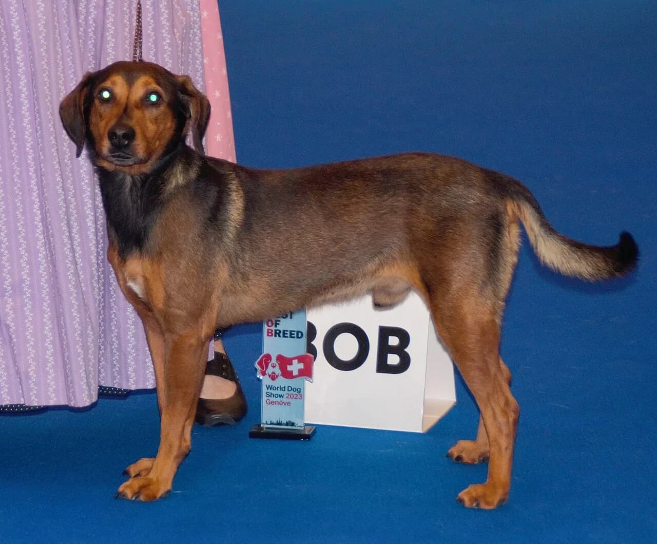 An Austrian Pinscher looking toward the camera at a dog show.