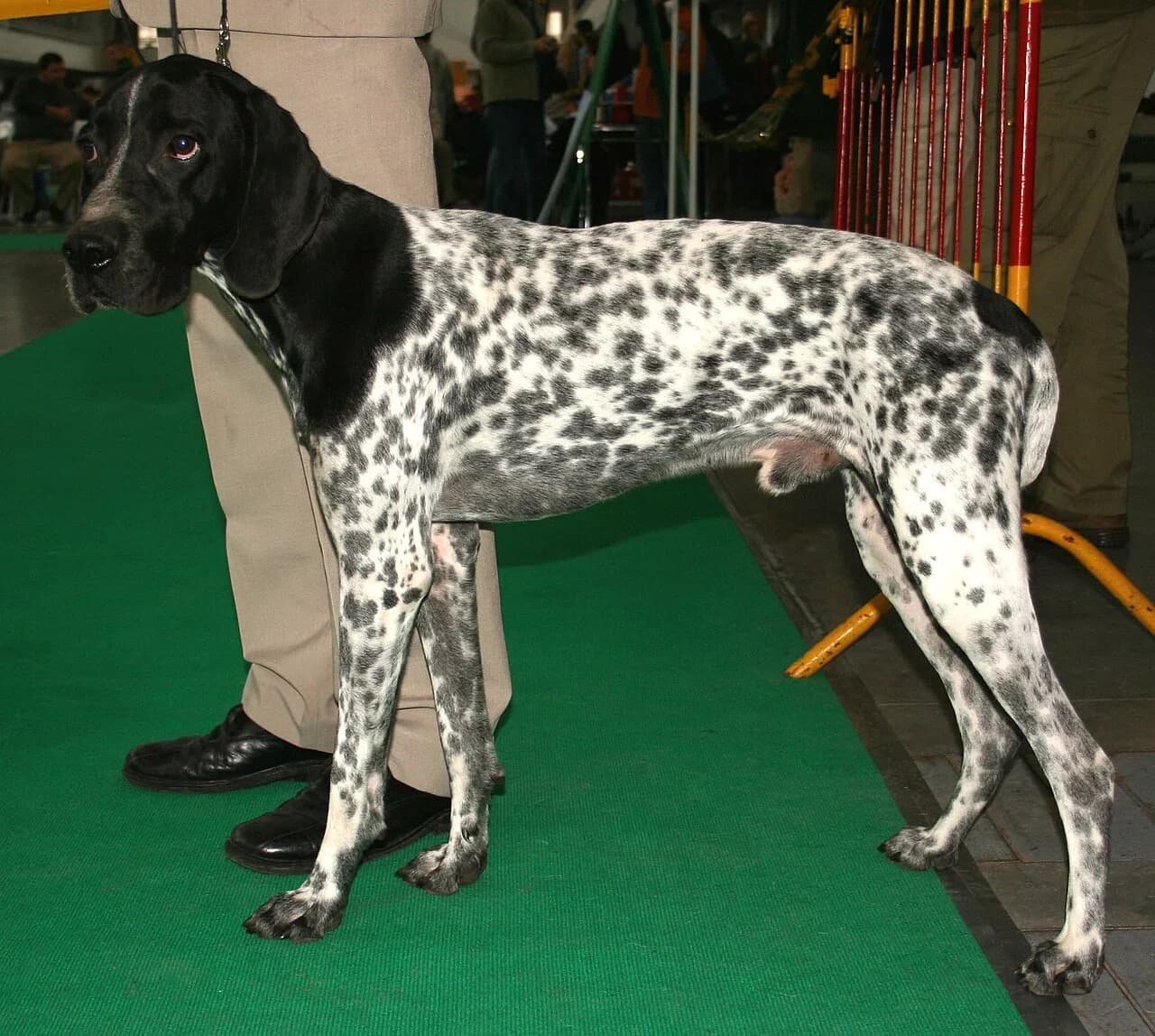 An Auvergne Pointer standing at a dog show.