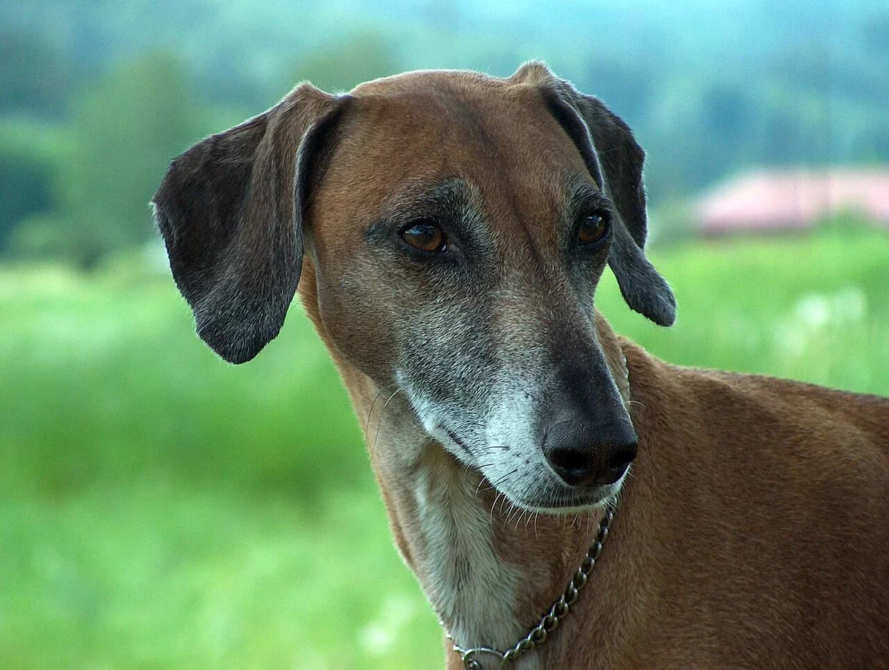 A mature Azawakh looking toward the camera outdoors.