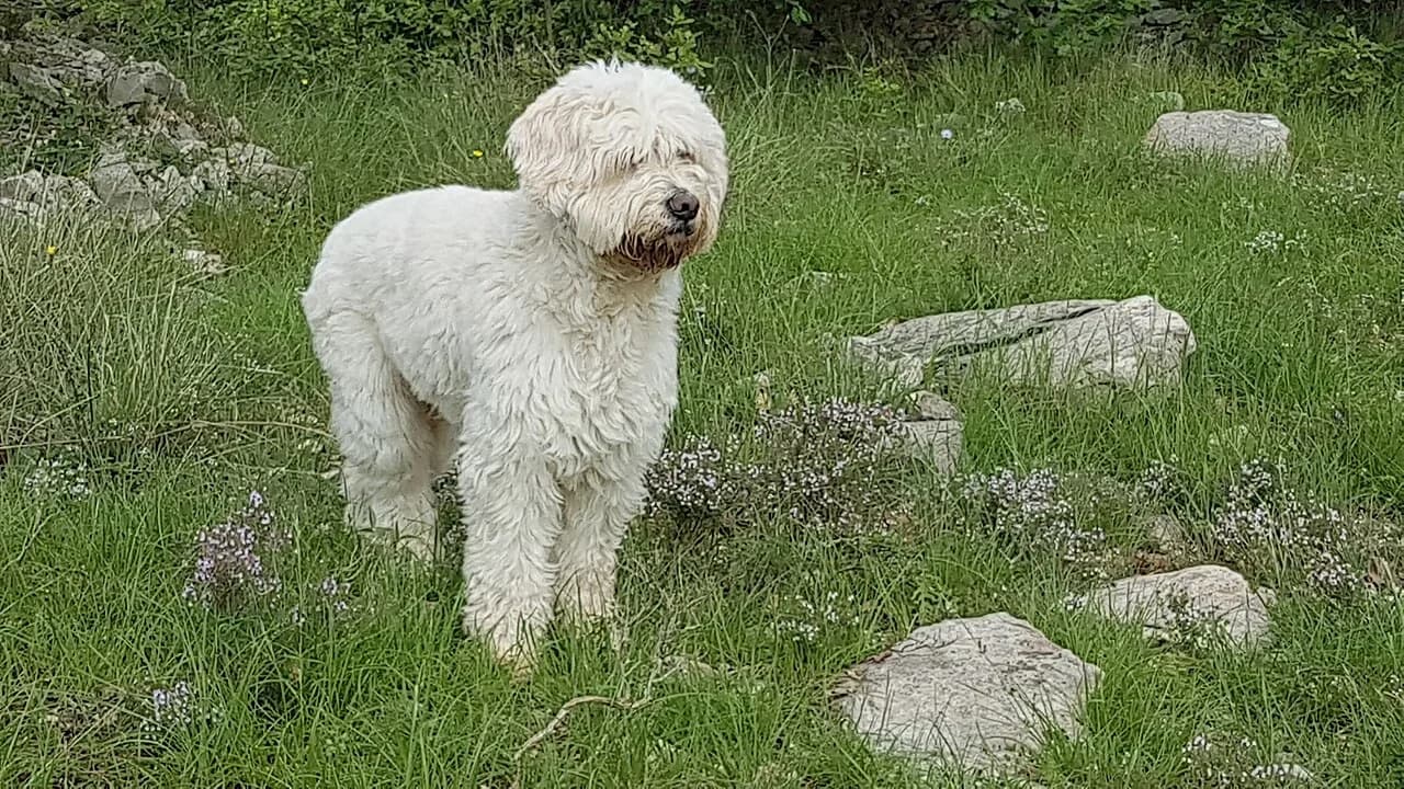 A white Barbado da Terceira standing in an outdoor garden.
