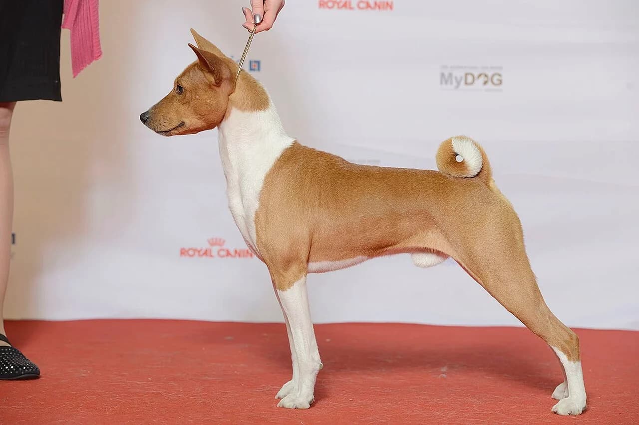 A red and white Basenji in a posed dog-show portrait.