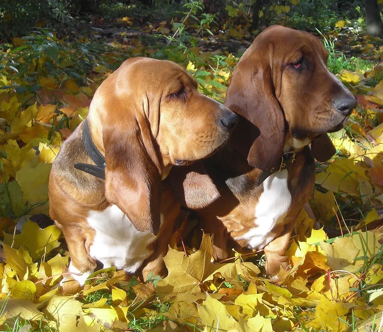 Two Basset Hounds resting among golden autumn leaves.