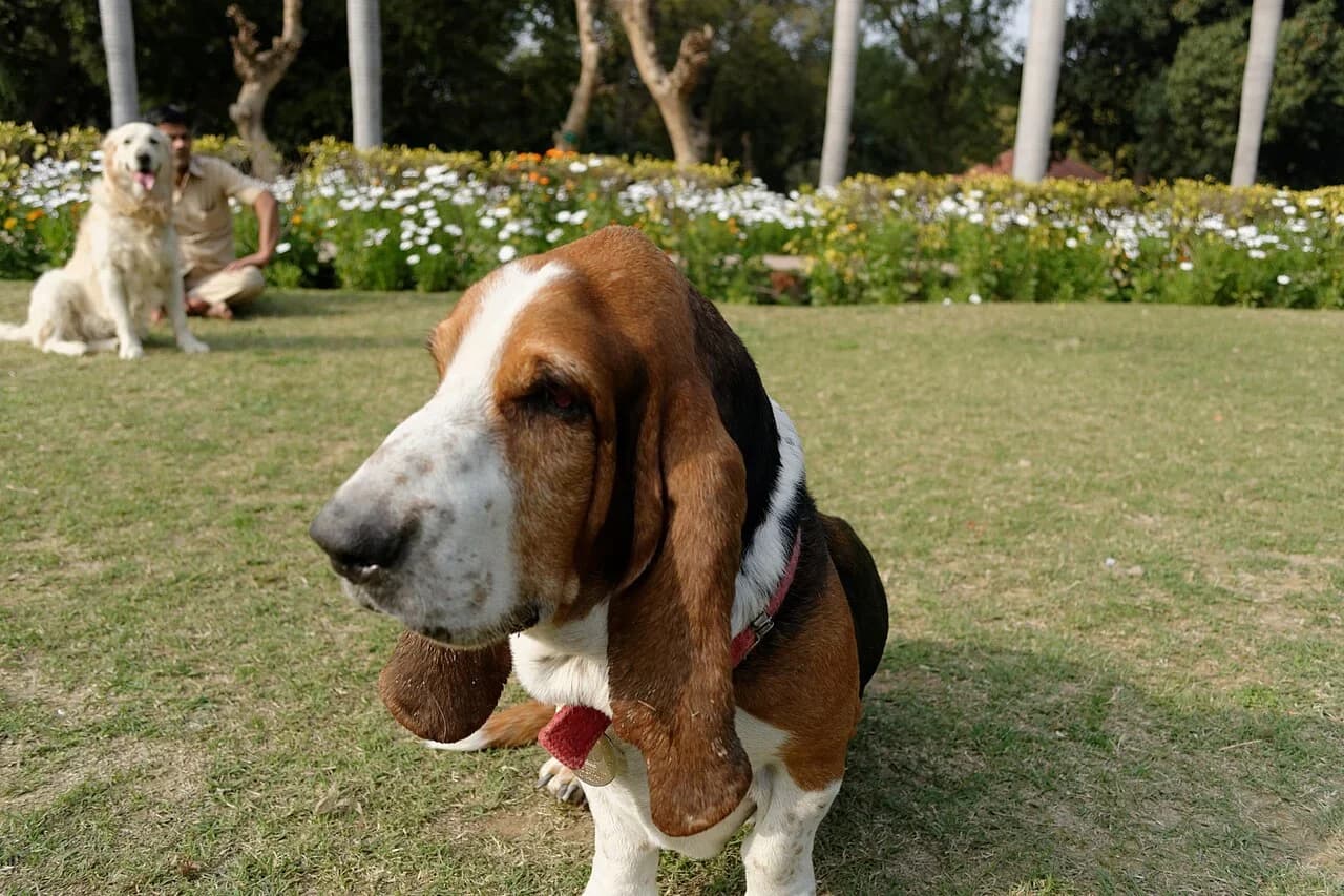 A Basset Hound standing on grass beside a flower garden.