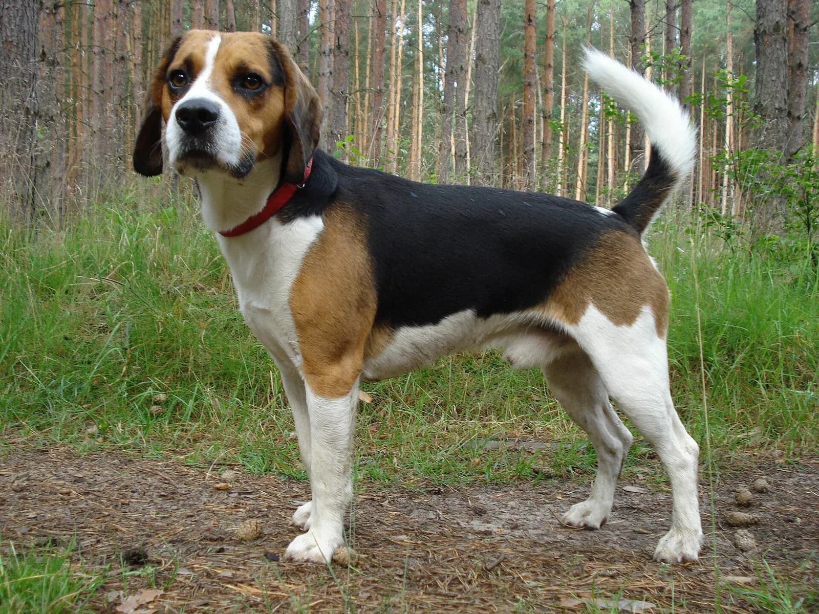 Tricolor Beagle-Harrier standing in a forest clearing and looking toward the camera.