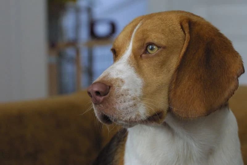 Beagle in a softly lit close-up, with long chestnut ears and a white muzzle.