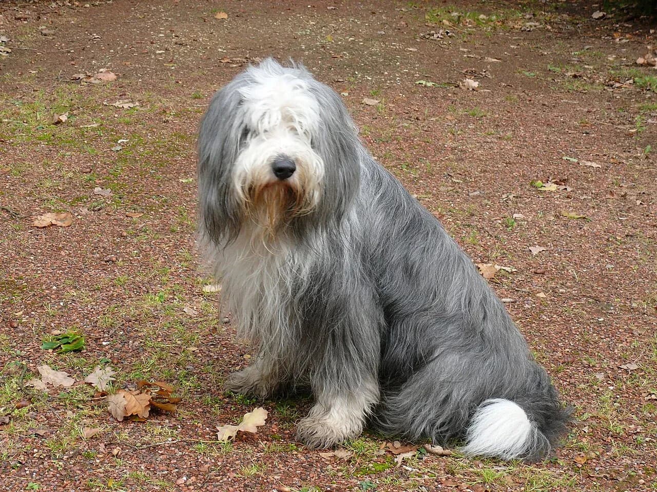 A Bearded Collie sitting outdoors on a woodland path.