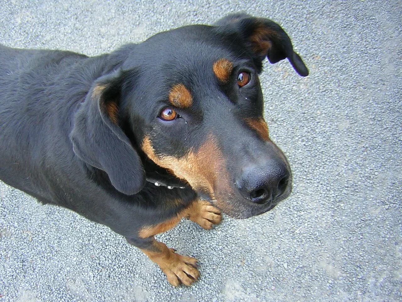 A Beauceron looking toward the camera.