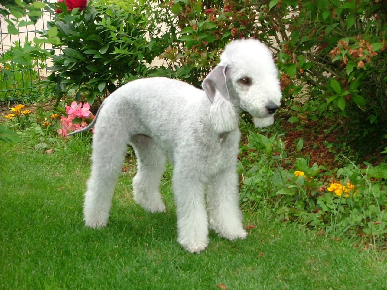 A groomed Bedlington Terrier standing in a flowering garden.