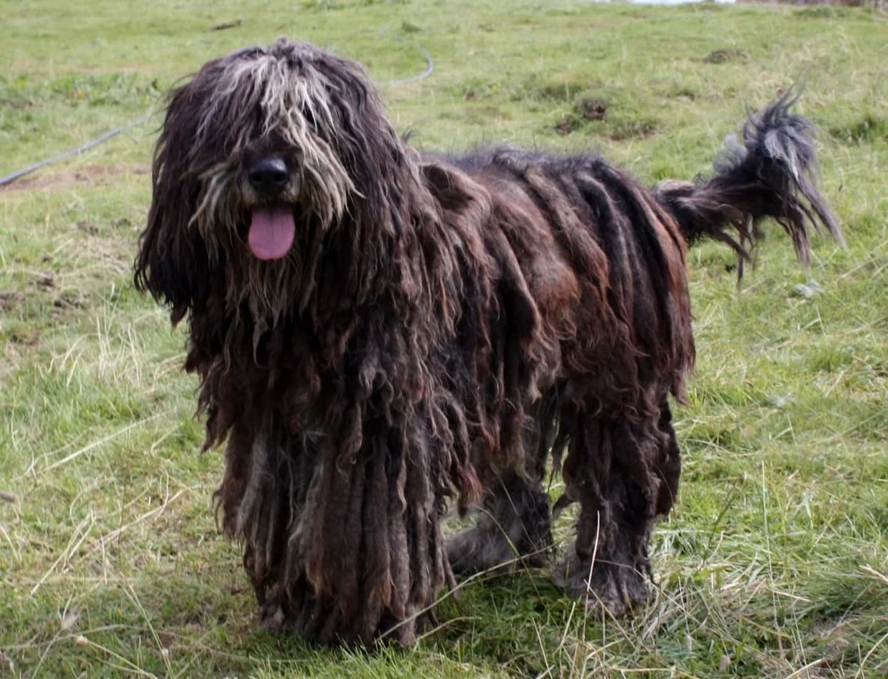 A Bergamasco Shepherd standing on grass in the Italian Alps.