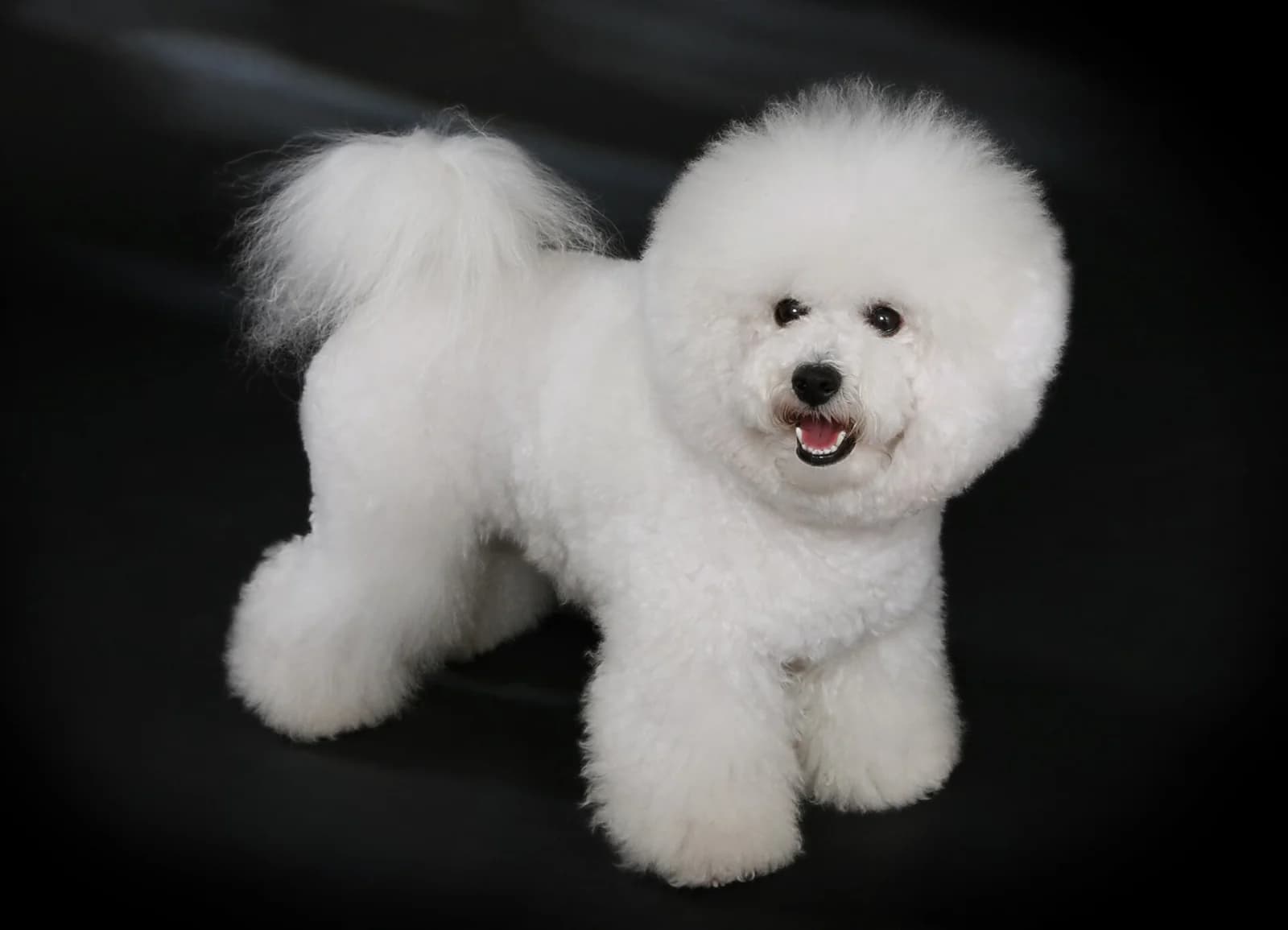 White Bichon Frise standing with a rounded head, curly coat and plumed tail.