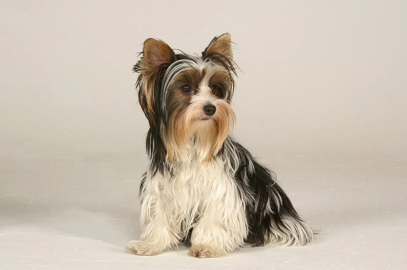 Biewer Terrier with a long tricolor coat sitting in a softly lit studio.