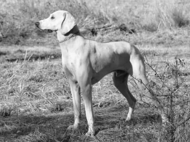billy photographed with its breed characteristics clearly visible