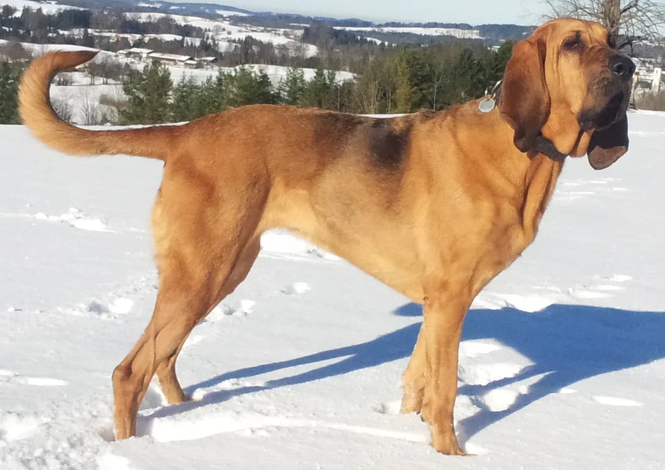 Bloodhound standing in snow, with a reddish coat, long ears and folded facial skin.
