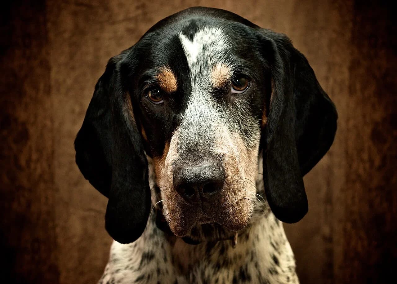 A Bluetick Coonhound looking toward the camera in an editorial portrait.
