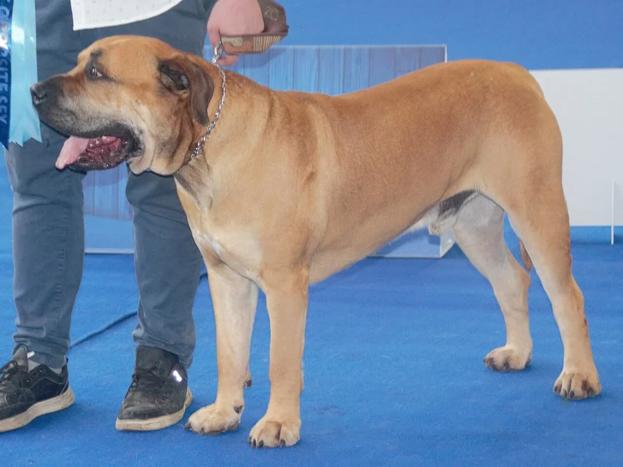 A fawn Boerboel in a posed dog-show portrait.