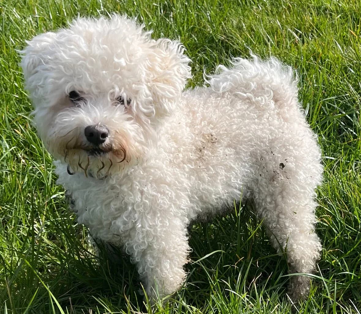 An adult Bolognese with a white curly coat looking toward the camera on grass.