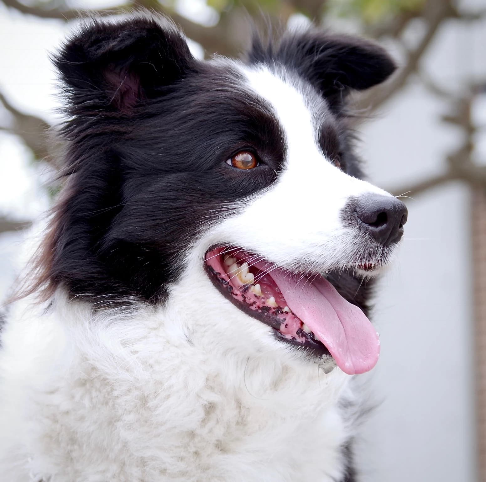 Black-and-white Border Collie looking to the side, with bright eyes and a feathered coat.