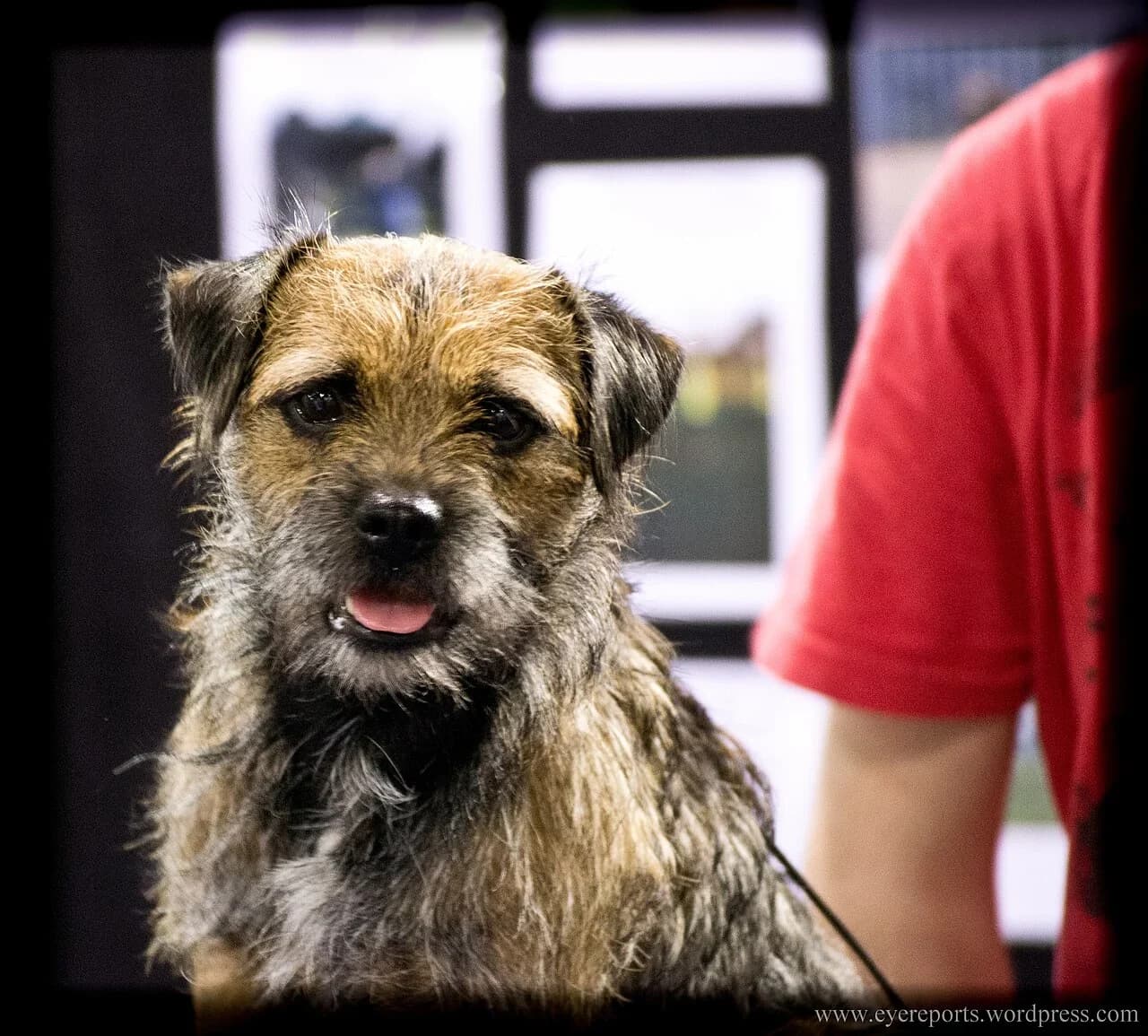 A Border Terrier looking toward the camera.