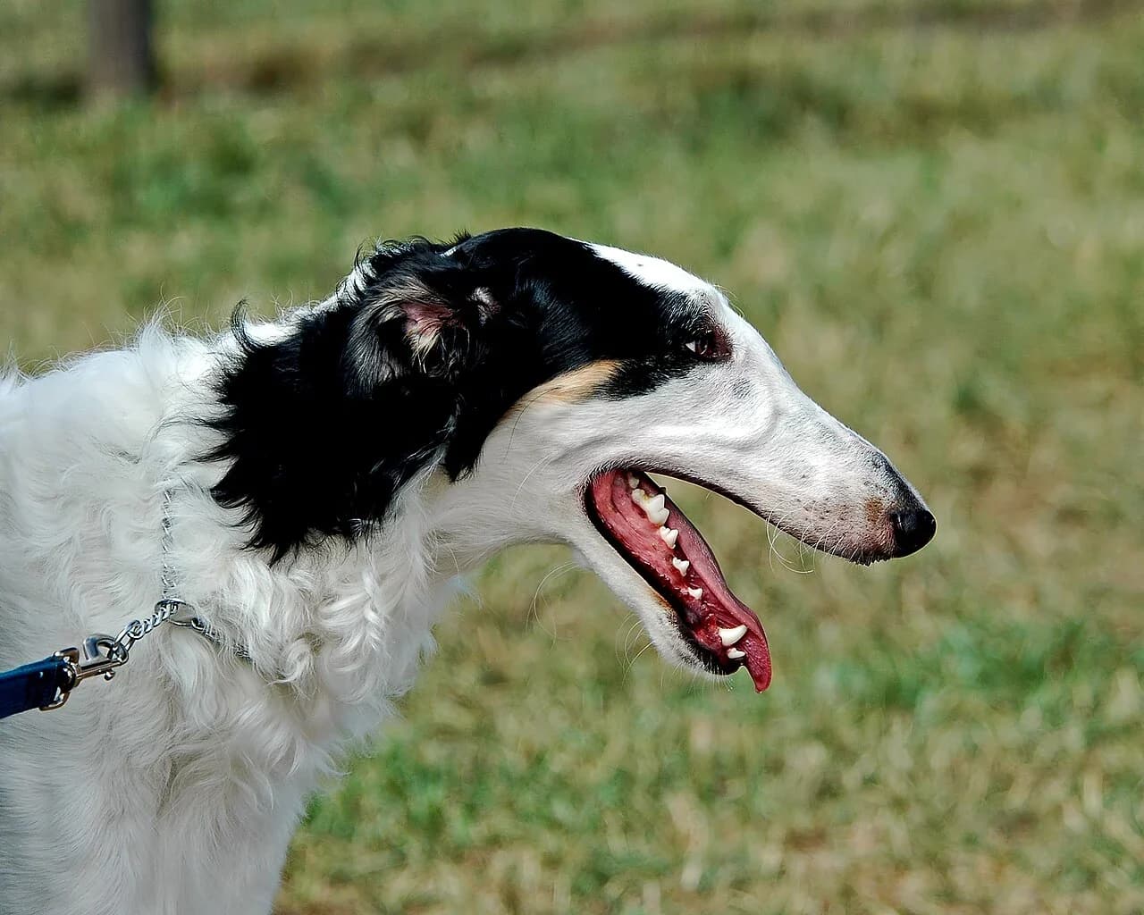 A Borzoi in an outdoor head portrait.
