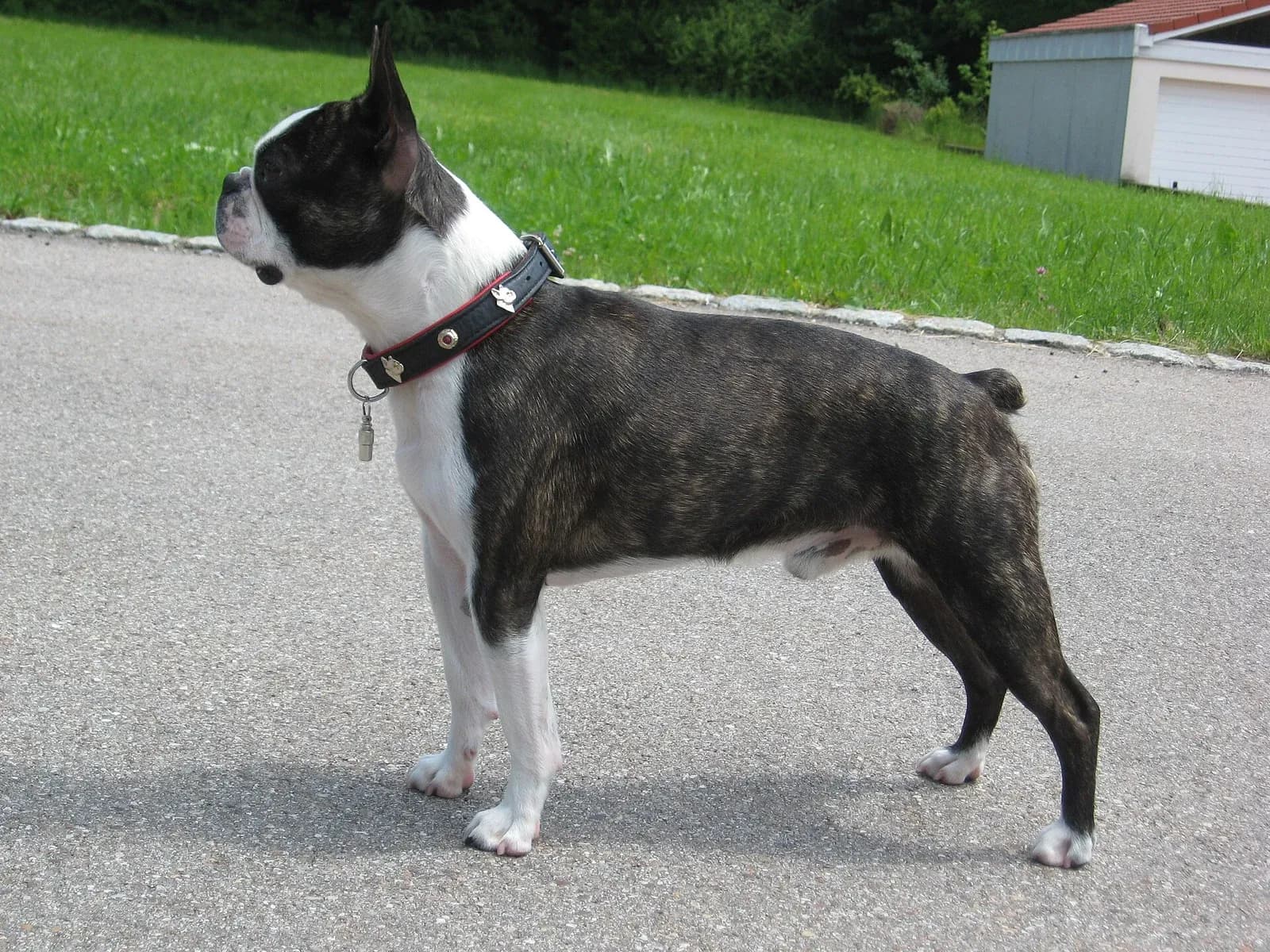 Brindle-and-white Boston Terrier standing outdoors in profile.