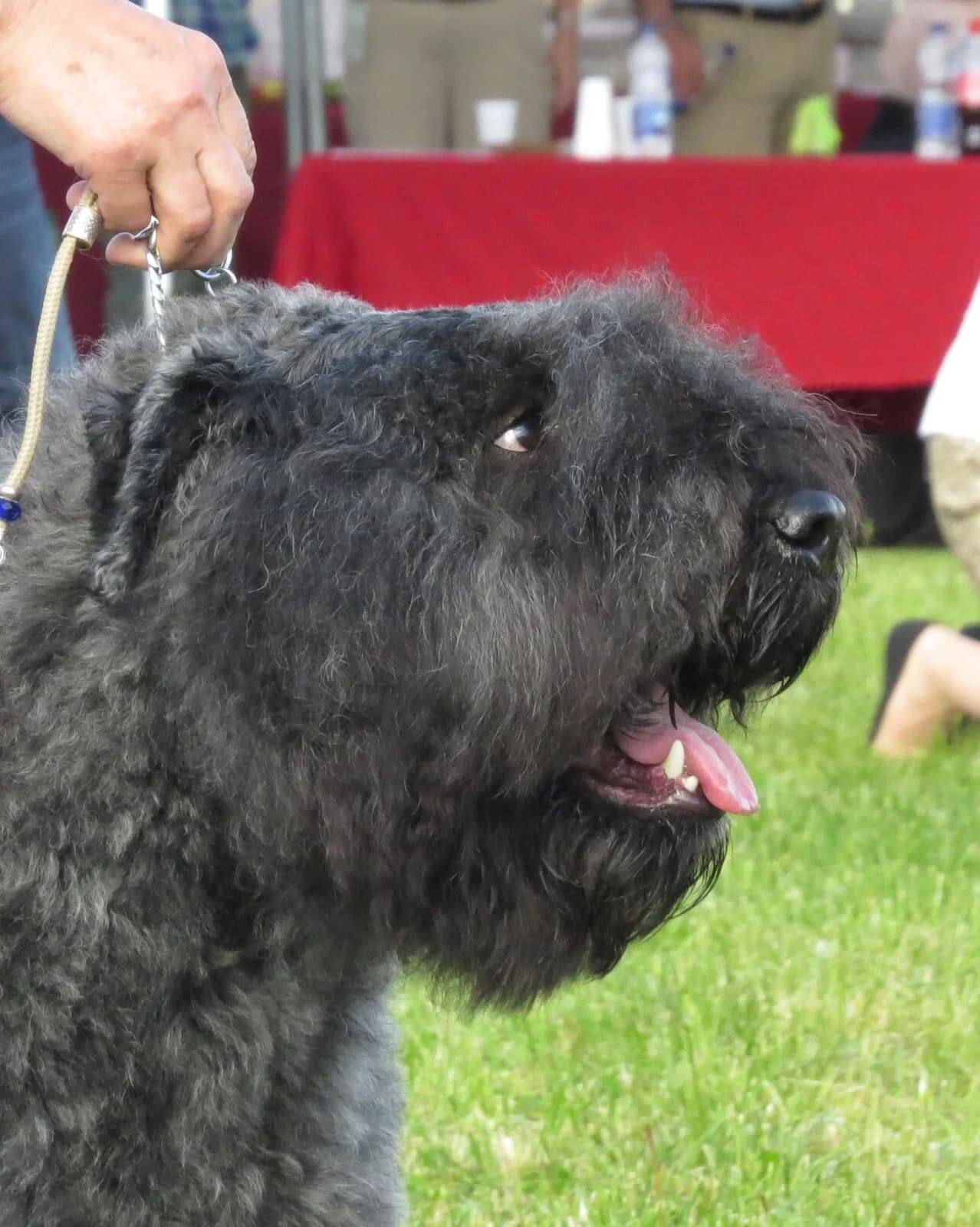A Bouvier des Flandres in an outdoor head portrait.