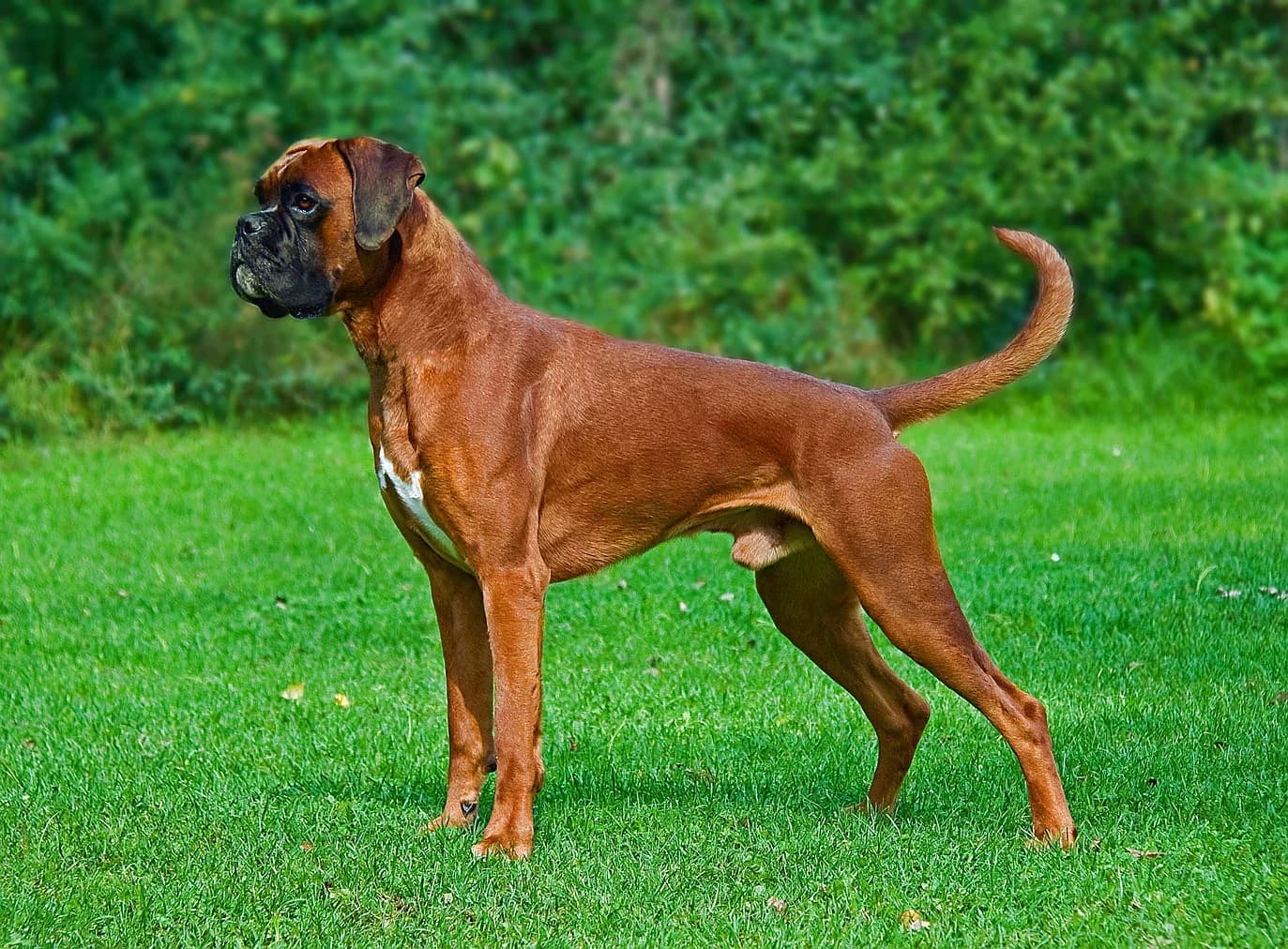 Fawn Boxer standing on a green lawn, with a black muzzle and natural ears and tail.