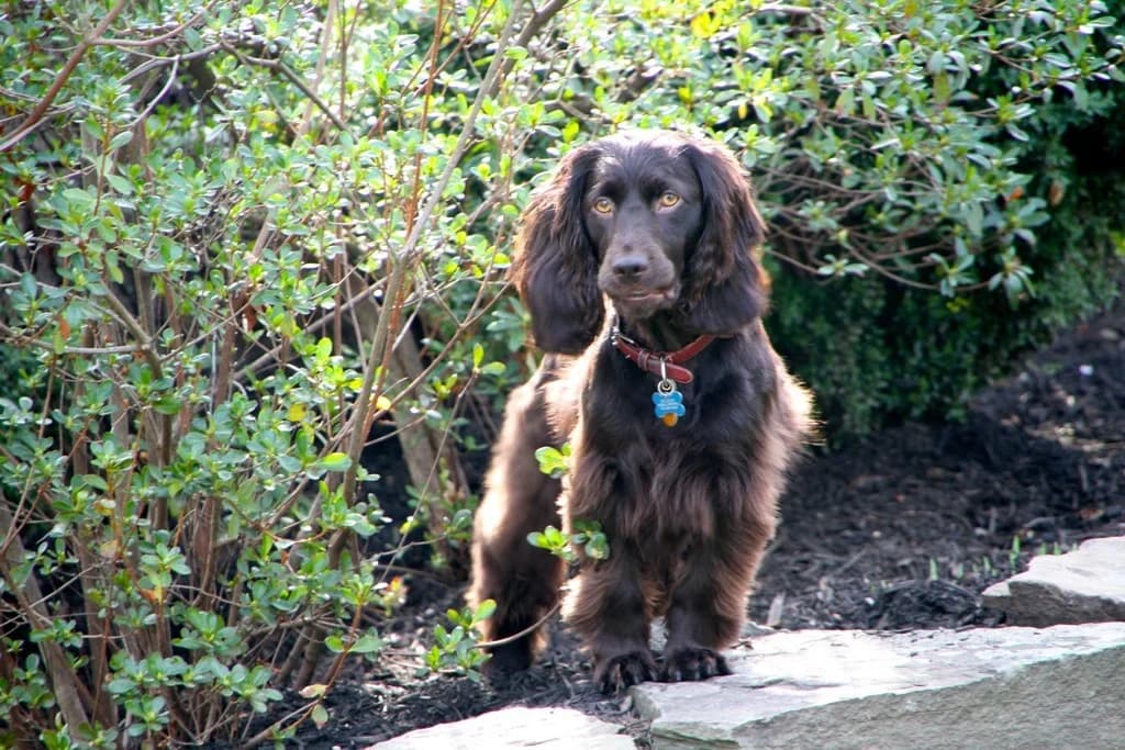 Brown Boykin Spaniel sitting in a garden and looking toward the camera.