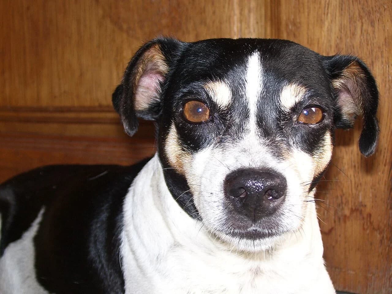 A Brazilian Terrier looking toward the camera in a close portrait.
