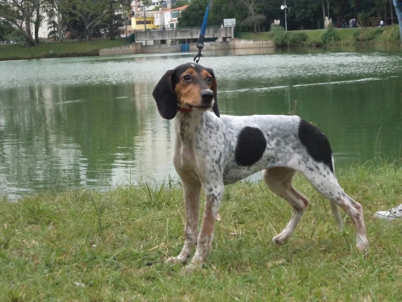 brazilian tracker photographed with its breed characteristics clearly visible