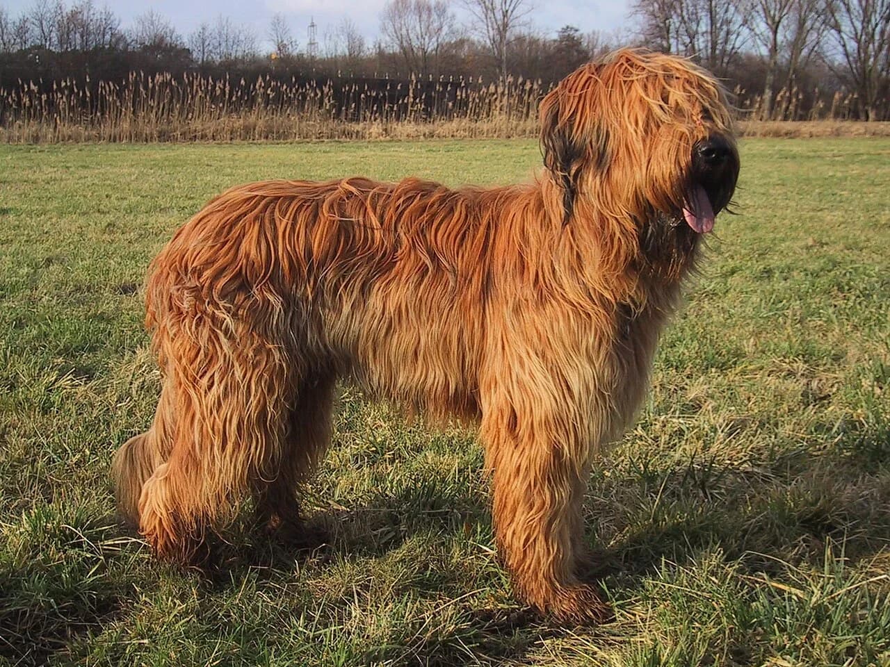 A fawn Briard standing in a sunlit grassy field.