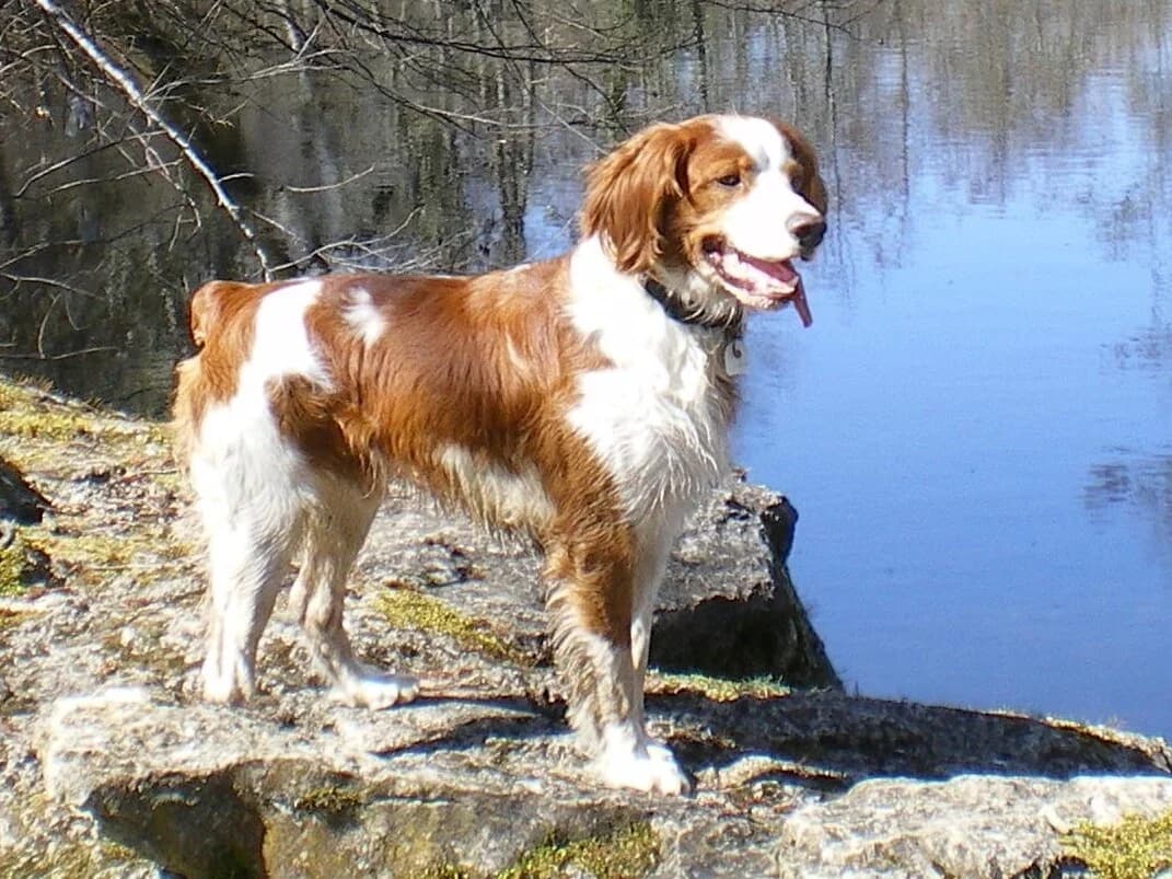 Brittany Spaniel standing on a rock beside a blue lake, with orange-and-white fur.