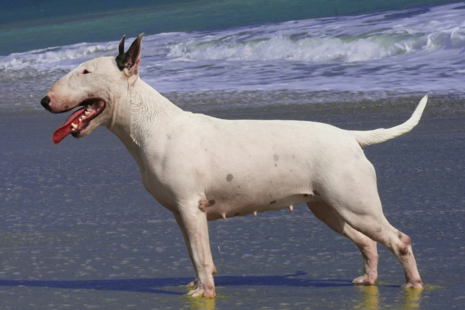 White Bull Terrier standing on wet sand beside the ocean.