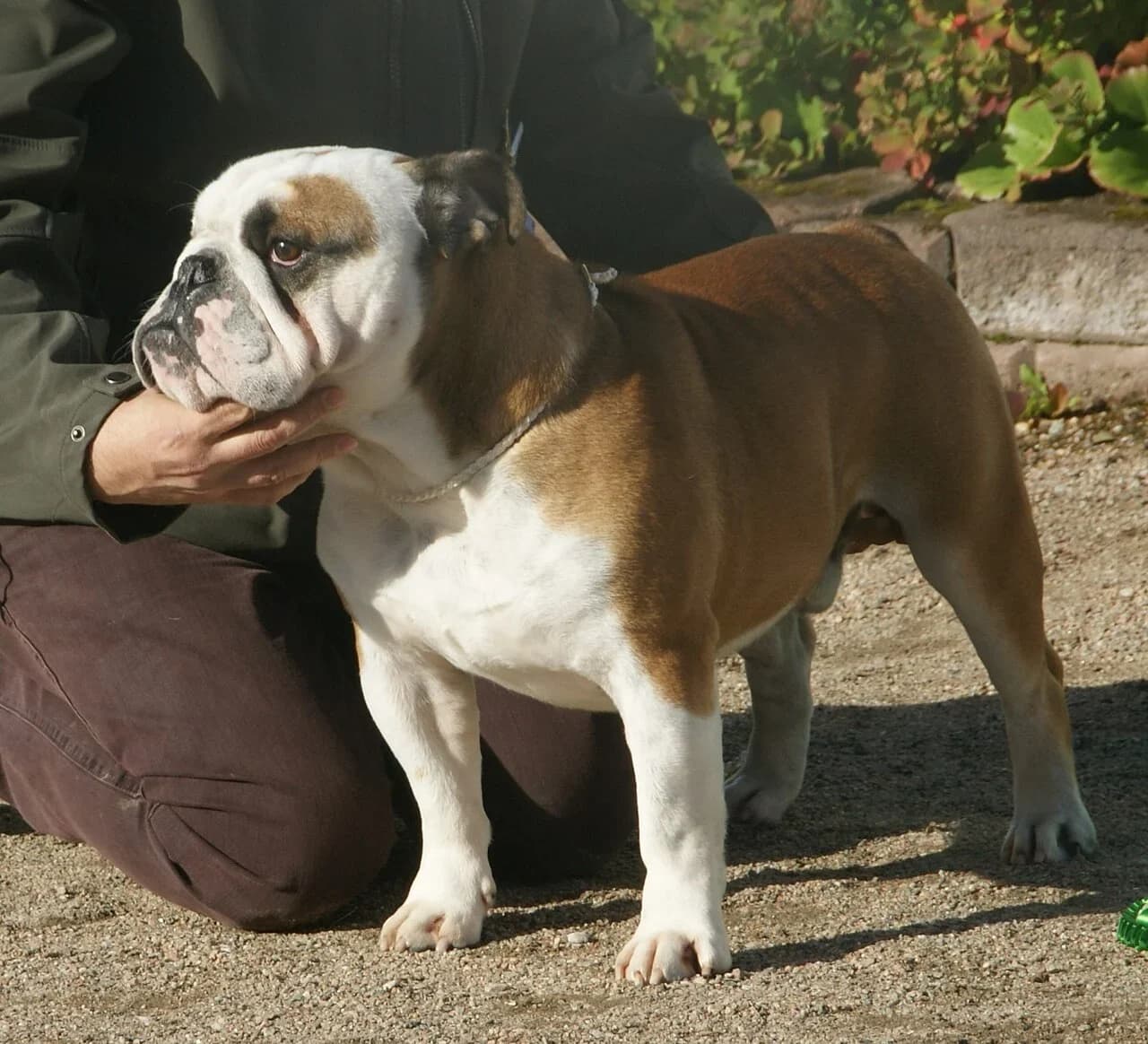 A red and white English Bulldog standing in warm outdoor light.