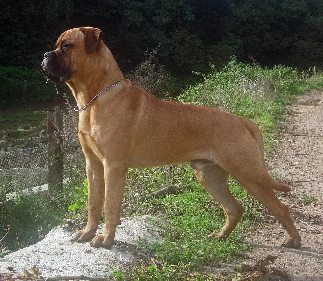 A fawn Bullmastiff standing outdoors in natural light.