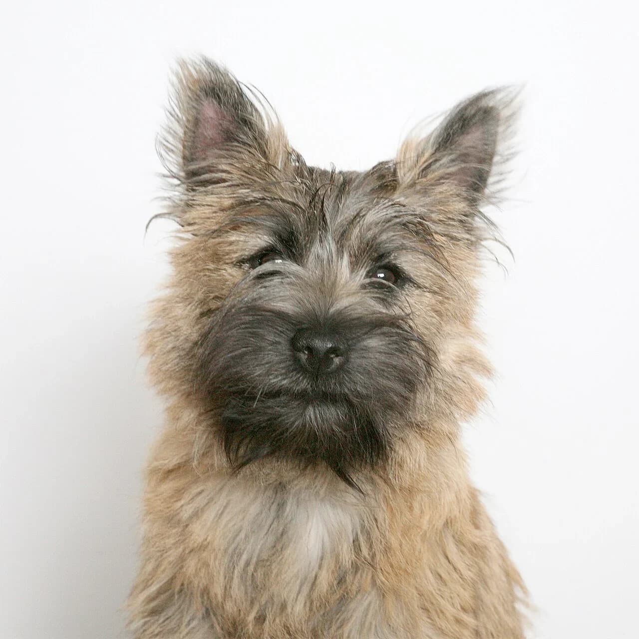 A Cairn Terrier looking toward the camera against a clean light background.