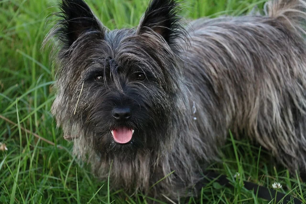 A dark Cairn Terrier standing in green grass.