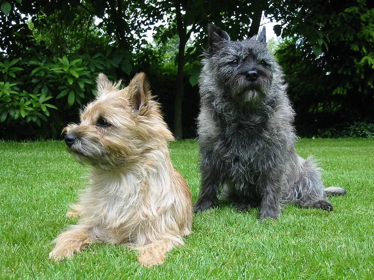 Two Cairn Terriers resting on a green garden lawn.